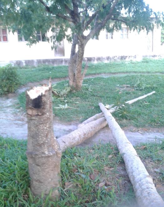 Tree Battleground.jpeg